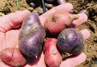 Mixed Sweet Potato Seeds for Planting - Assorted Varieties - heirloom & Non GMO Seeds