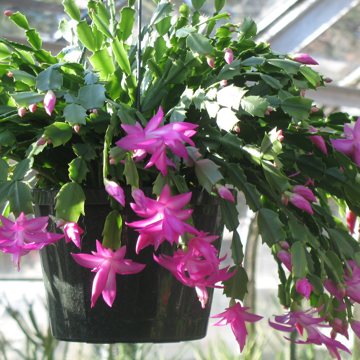 Purple Schlumbergera Flower Seeds for Planting - 100 Pcs pcs