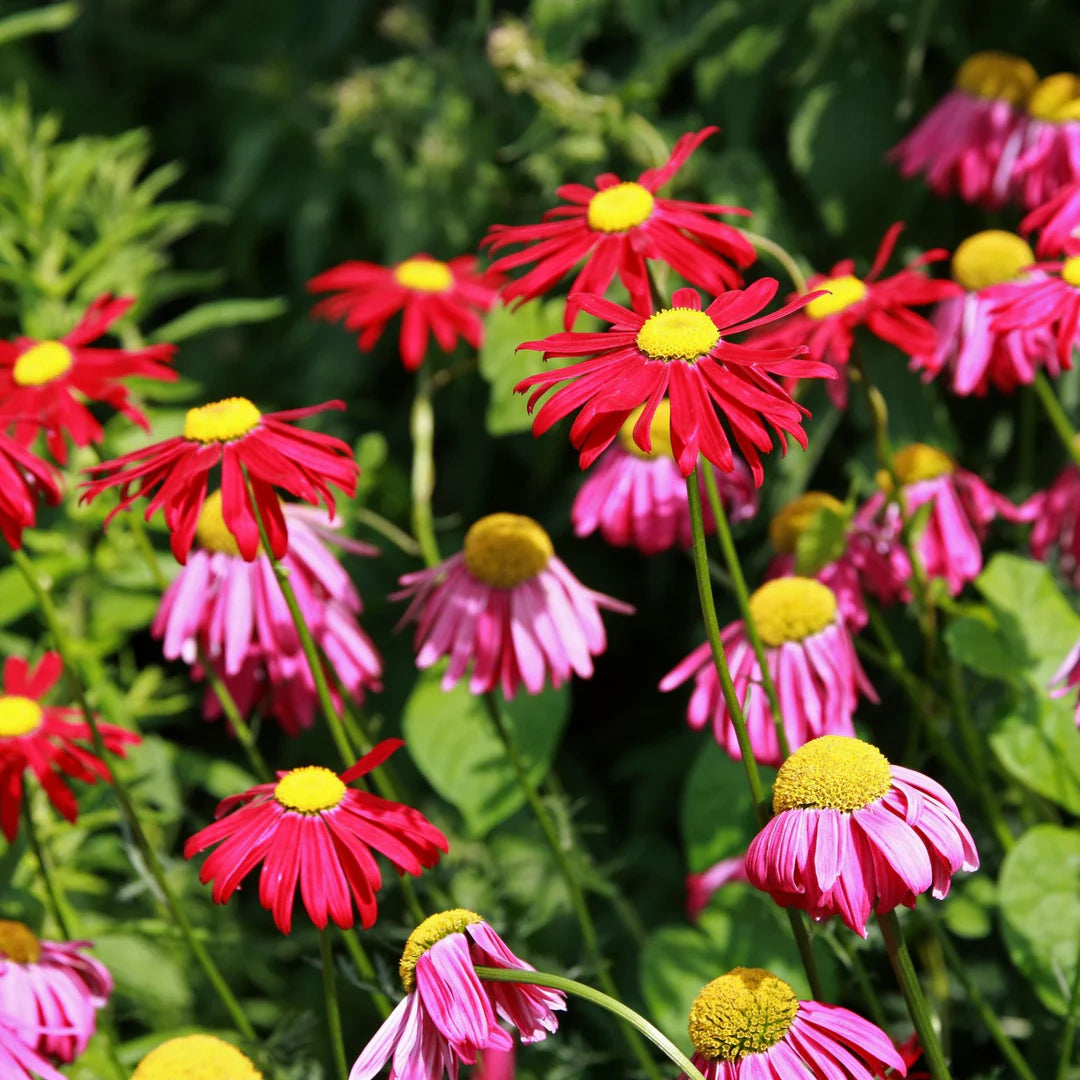 Chrysanthemum Robinson Flower Seeds – Heirloom Non-GMO Seeds for Colorful Perennial Garden Planting