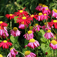 Chrysanthemum Robinson's Flower Seeds Heirloom Non GMO Planting - 100 pcs