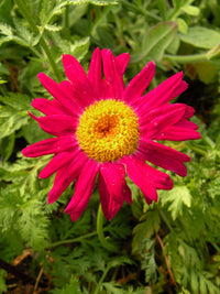 Chrysanthemum Robinson Flower Seeds – Heirloom Non-GMO Seeds for Colorful Perennial Garden Planting