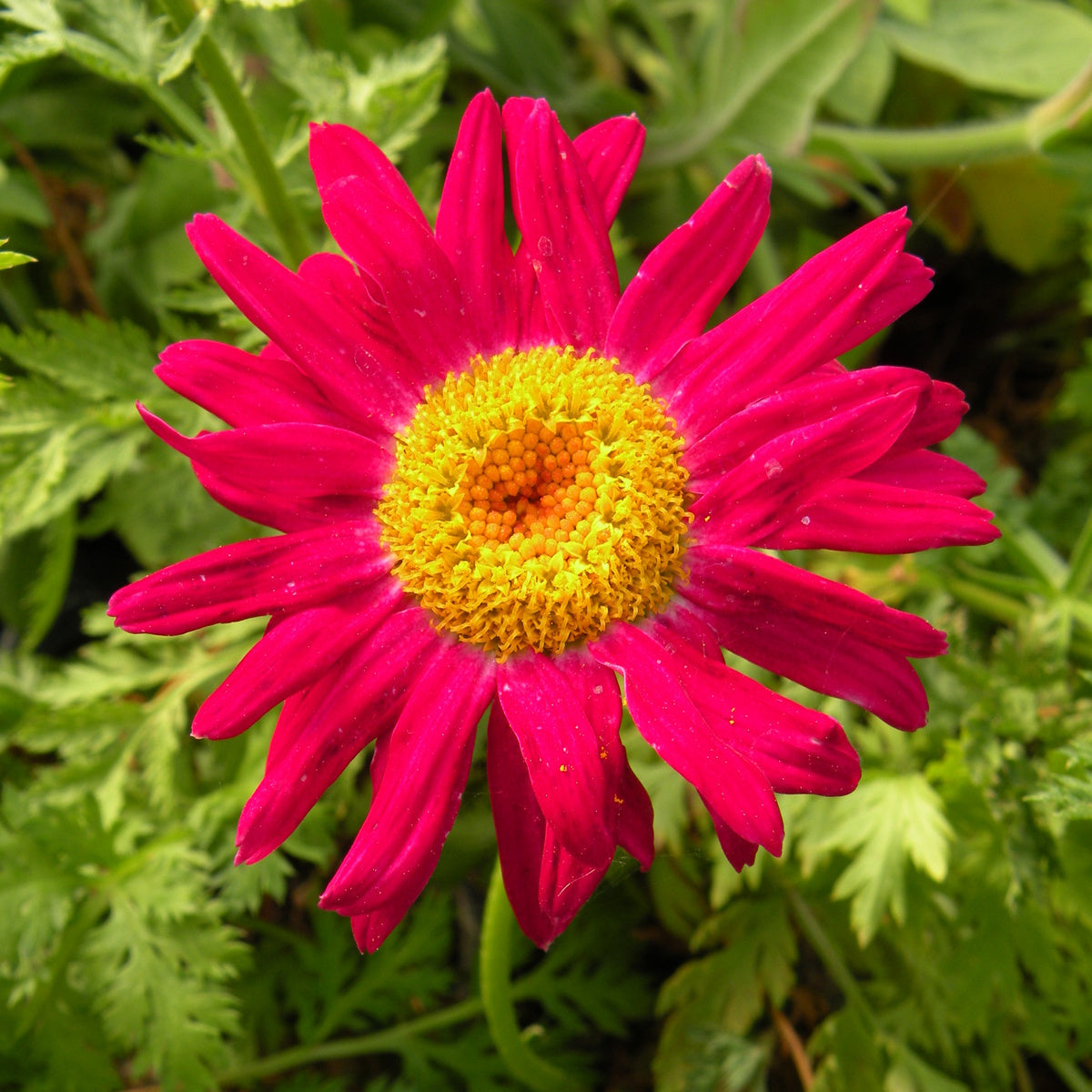Chrysanthemum Robinson's Flower Seeds Heirloom Non GMO Planting - 100 pcs