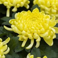 Heirloom Non-GMO Chrysanthemum Plant Seeds for Planting – Vibrant Fall Blooms for Garden Displays