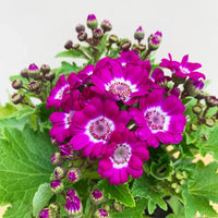 Heirloom Pink Cineraria Flower Seeds for Planting, Non-GMO