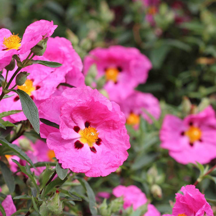 Rock Rose Flower Seeds for Planting – Heirloom, Non-GMO Seeds for Colorful Gardens