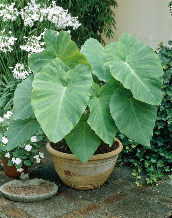 Heirloom Non-GMO Florida Caladium Plant Seeds for Planting – Colorful Foliage for Shaded Gardens