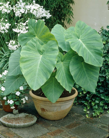 Heirloom Non-GMO Florida Caladium Plant Seeds for Planting – Colorful Foliage for Shaded Gardens - Non-GMO for planting in home garden