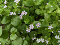 White Claytonia sibirica – Non-GMO Heirloom Flower Seeds for Planting