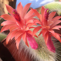 Cleistocactus Colademononis Flower Planting Seeds for Garden NON GMO Seeds for planting in home garden
