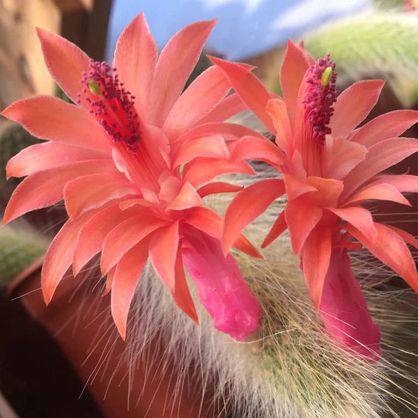 Cleistocactus Colademononis Flower Planting Seeds for Garden NON GMO Seeds for planting in home garden