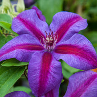 Non-GMO (Non-GMO scientific name) for planting in garden