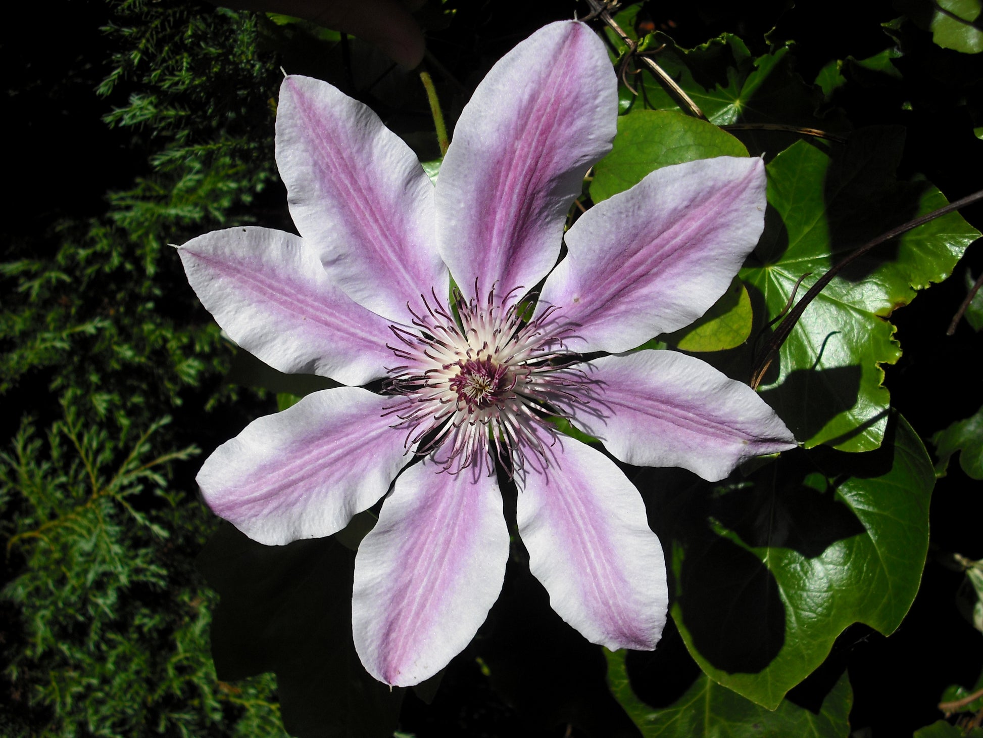 White Purple Clematis Flower Seeds ƒ?? Heirloom Non-GMO Vining Blooms for Garden Planting