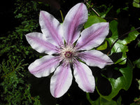 White Purple Clematis Flower Seeds ƒ?? Heirloom Non-GMO Vining Blooms for Garden Planting