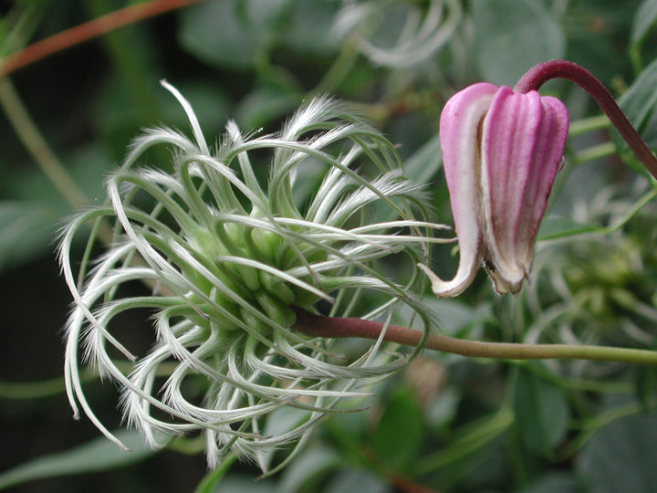 Heirloom Non-GMO Clematis Reticulata Flower Seeds – Climbing Vine Flower Seeds for Planting