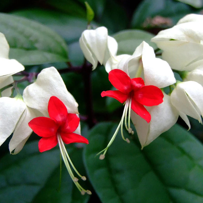 White Red Clerodendrum Seeds for Planting – Organic, Heirloom, Non-GMO Flower Seeds