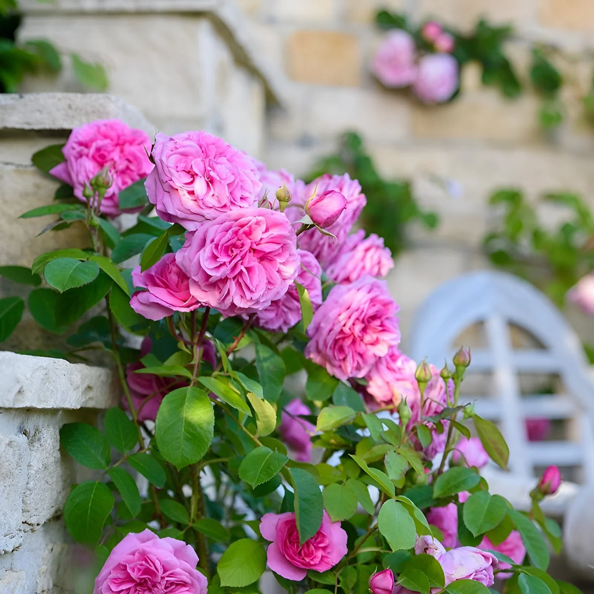 Heirloom Climbing Rose Flower Seeds for Planting – Non-GMO Seeds for Vertical Gardens