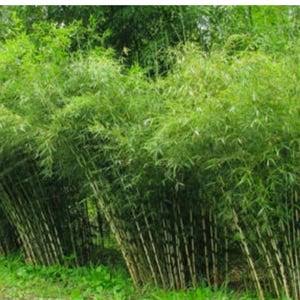Clumping Fargesia bamboo growing in a landscaped garden.