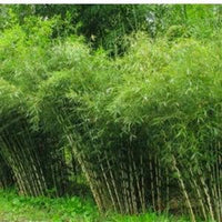 Clumping Fargesia bamboo growing in a landscaped garden.