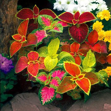 Mixed (Mixed scientific name) for planting in garden