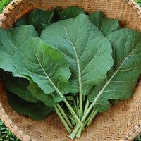 Champion Collard Greens Seeds for Home Garden Planting | Heirloom Non-GMO