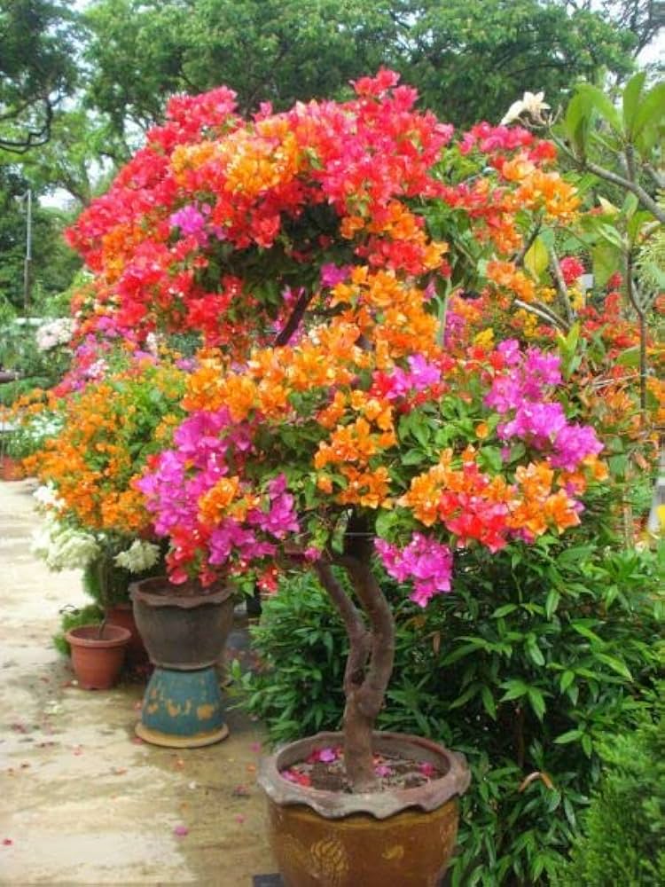 Colorful Bougainvillea plants decorating a fence with abundant blossoms.