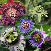 Colorful Passion Flower climbing plant growing in an outdoor garden landscape