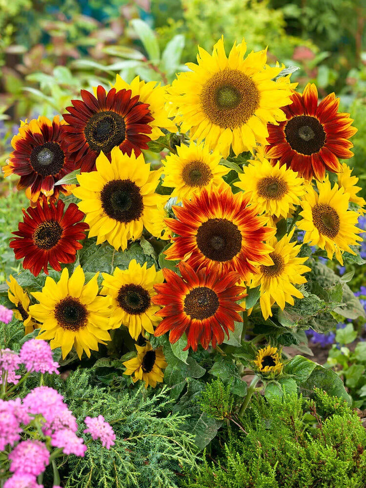 Heirloom Mixed Sunflower Seeds for Planting â€“ Non-GMO, Colorful Flower Seeds for Vibrant Gardens