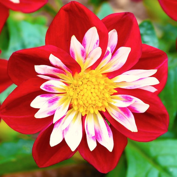 Collarette Dahlias Mix flower seeds for planting - Heirloom and Non-GMO garden seeds