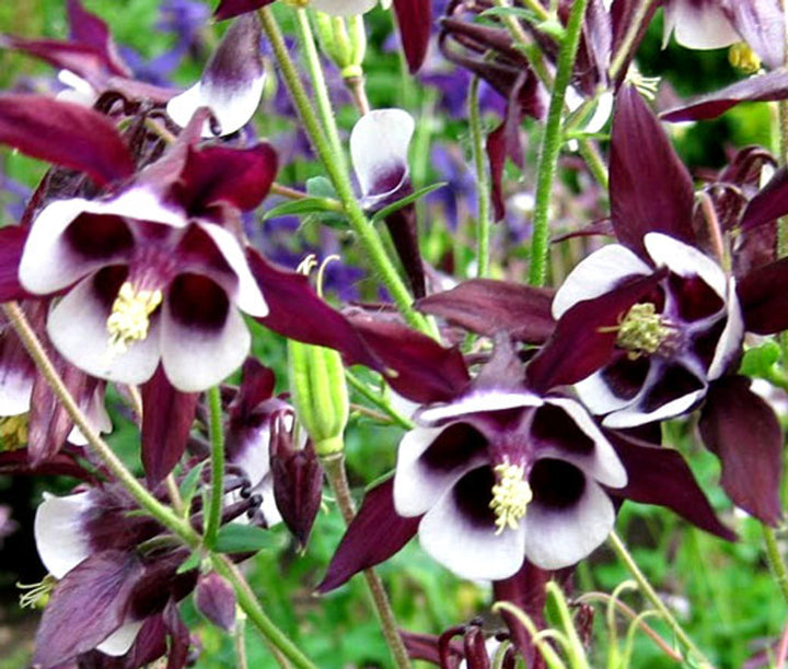 Purple White William Guiness Flower Seeds for Planting - NON GMO Seeds