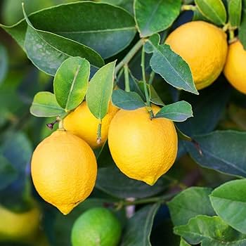 Compact Meyer Dwarf Lemon Tree with glossy evergreen leaves and fragrant white blossoms.