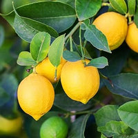 Compact Meyer Dwarf Lemon Tree with glossy evergreen leaves and fragrant white blossoms.