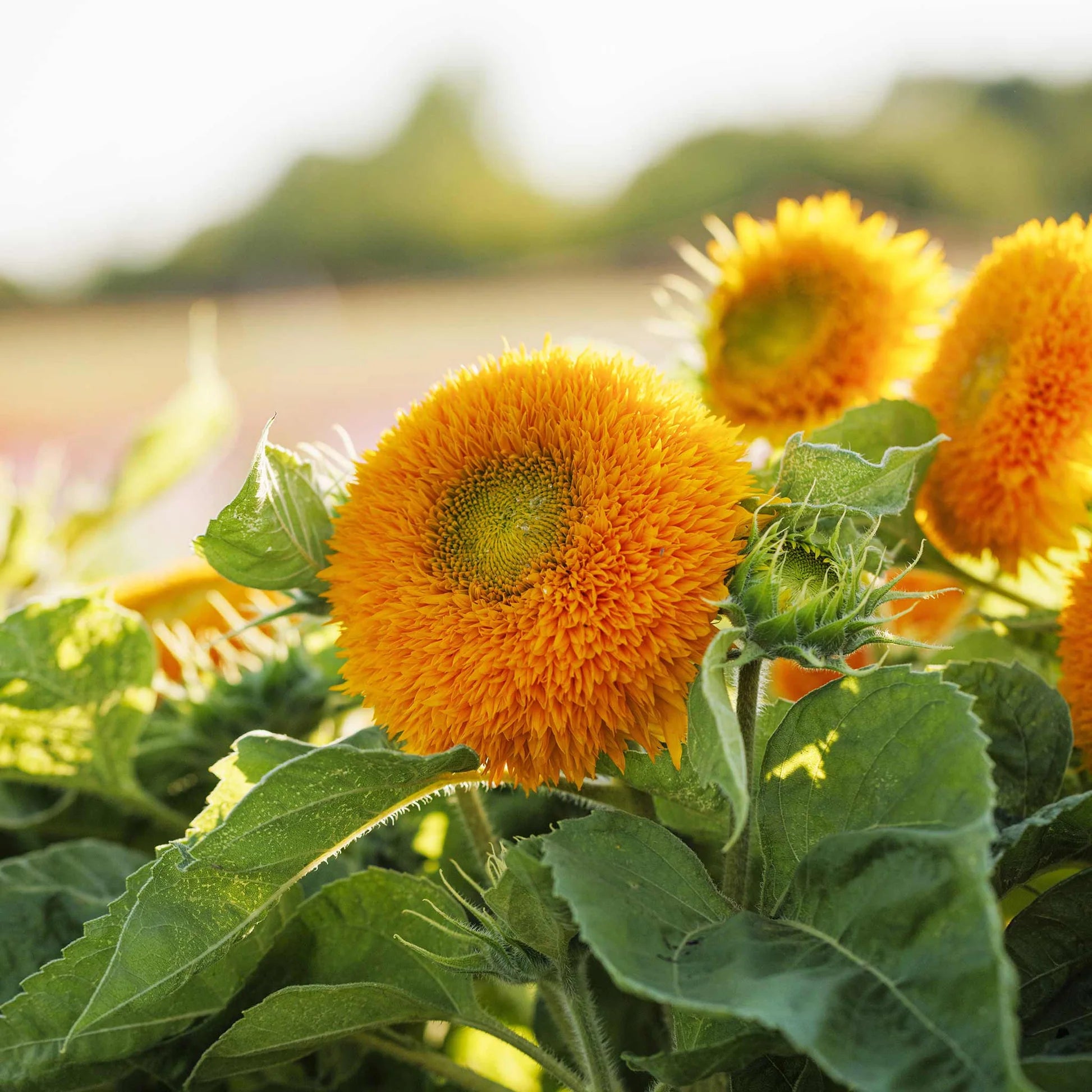Compact_Teddy_Bear_sunflower_flowers_growing_in_a_garden