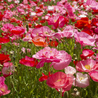 Heirloom Oriental Poppy Mix flowering plants in an outdoor landscape