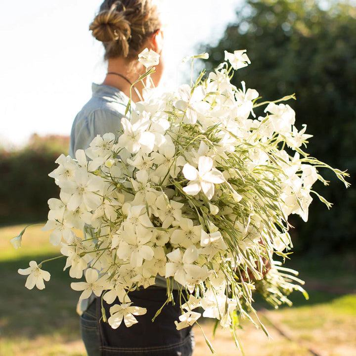 Heirloom Agrostemma Ocean Pearl Flower Seeds, Non-GMO Elegant Blooms for Planting