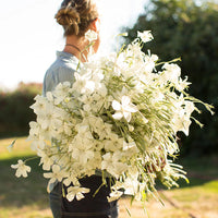 Heirloom Agrostemma Ocean Pearl Flower Seeds, Non-GMO Elegant Blooms for Planting