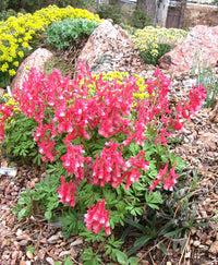 Corydalis Plant Seeds for Planting - 100 pcs