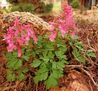 Corydalis Plant Seeds for Planting - 100 pcs