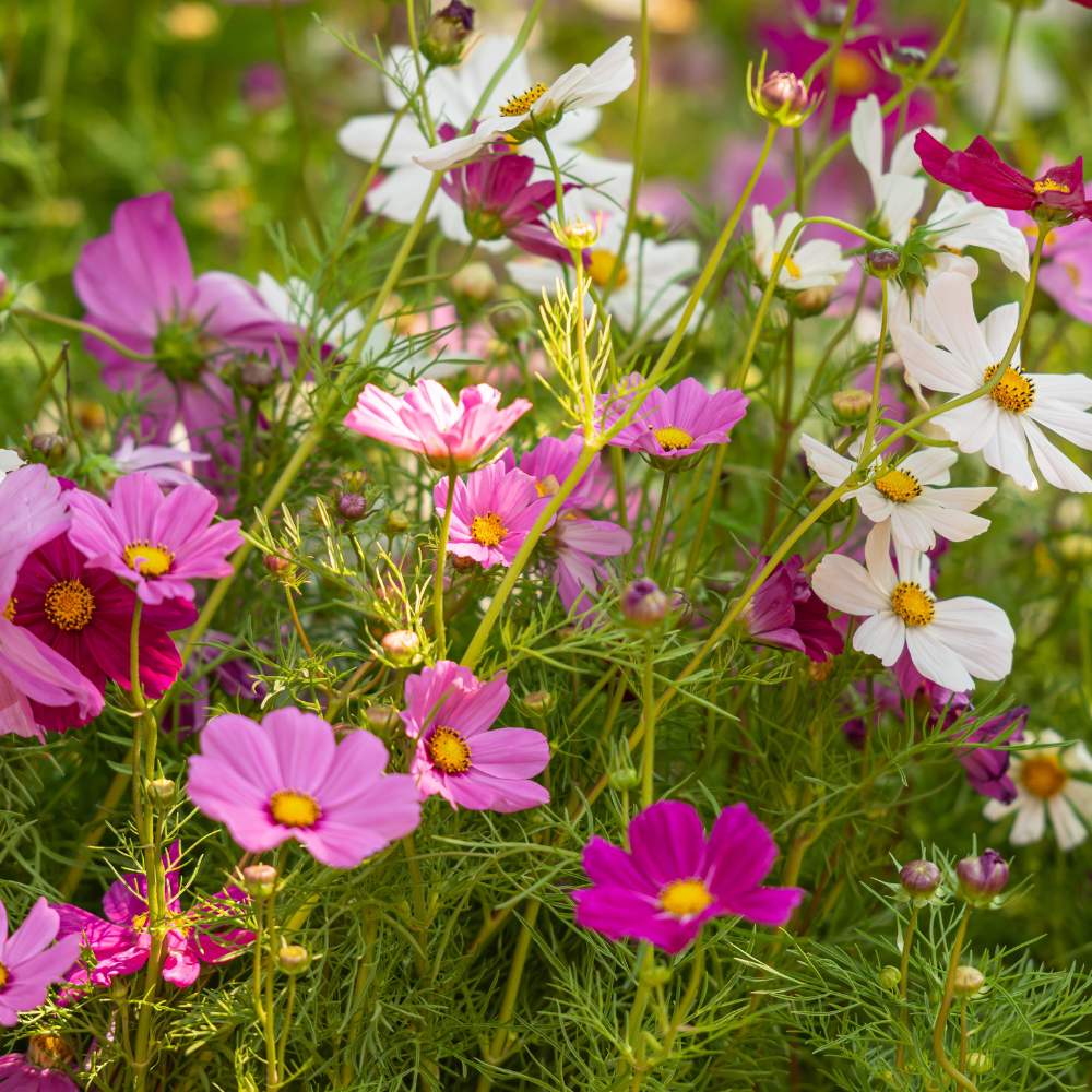 Heirloom Bicolor Cosmos Peppermint Twist Flower Seeds for Planting – Vibrant Garden Blooms