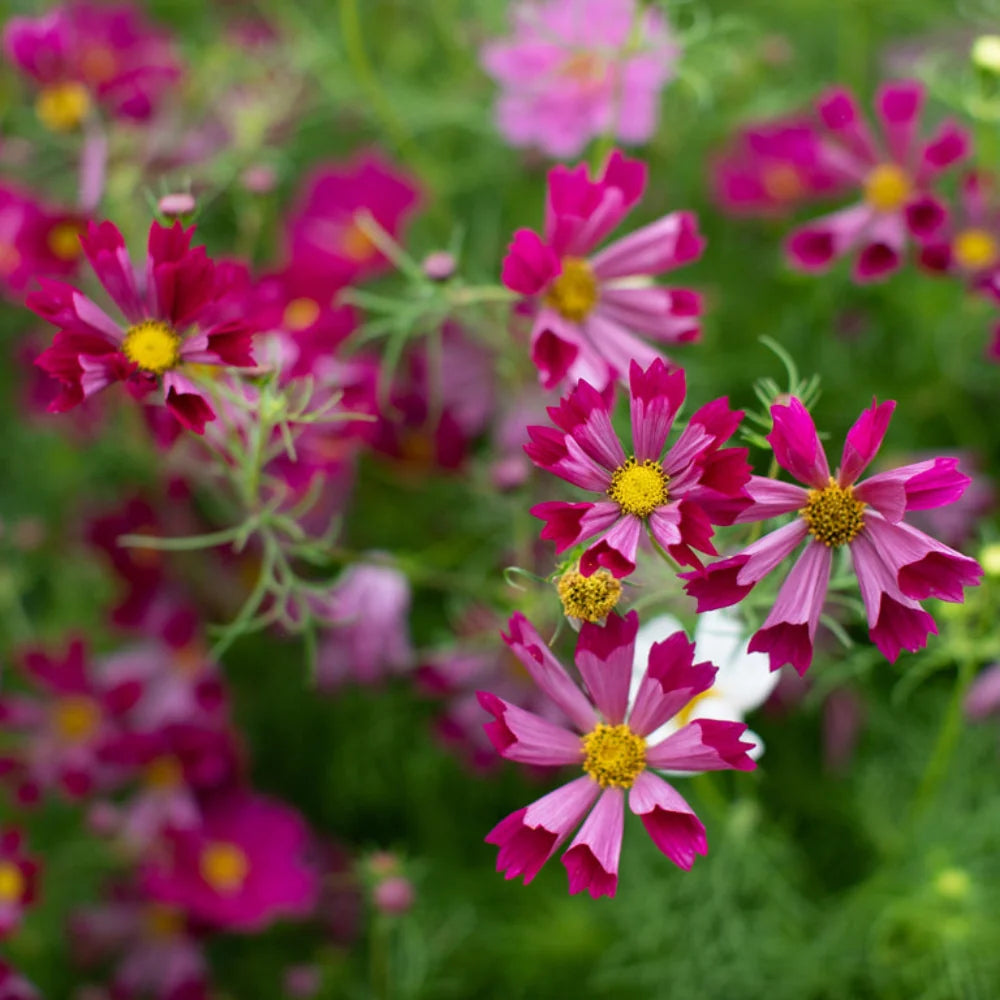 Colorful Sea Shells Cosmos flowers with unique shell-shaped petals for ornamental landscapes