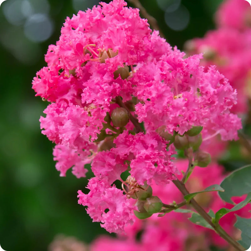 Heirloom Myrtle Flower Seeds for Garden Planting, Non-GMO, Fragrant Evergreen Blooms