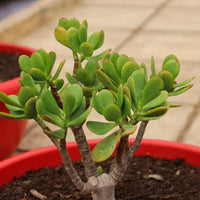 Plant (Plant scientific name) for planting in garden