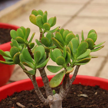 Plant (Plant scientific name) for planting in garden