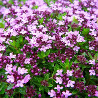 Creeping Thyme plants displaying red, purple, blue, and bright red flowers.
