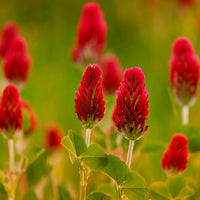 Heirloom Crimson Clover Plant Seeds for Garden Planting, Non-GMO, Vibrant Cover Crop Blooms