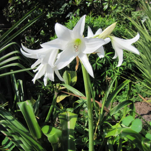 White Cape Lily Seeds for Planting â€“ Tropical Aquatic Blooms, Heirloom & Non-GMO Seeds