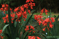 Lucifer Crocosmia Lily Bulbs with vivid red flowers