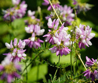 Organic Vetch Coronilla Flower Seeds for Planting – Heirloom, Non-GMO