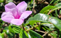 Cryptostegia Flower Seeds – Heirloom, Non-GMO Flower Seeds for Planting