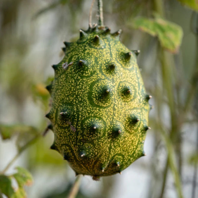 African Horned Cucumber Vegetable Seeds for Planting – Heirloom & Non-GMO Garden Seeds