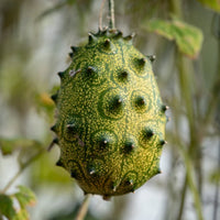African Horned Cucumber Vegetable Seeds for Planting – Heirloom & Non-GMO Garden Seeds
